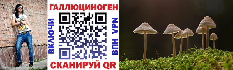 купить наркотики сайты  Куровское  Галлюциногенные грибы Magic Shrooms 